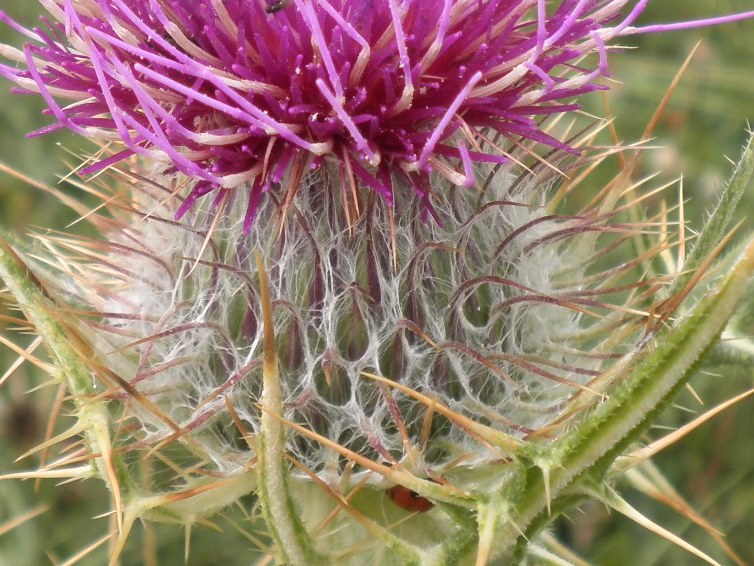 3_Cirsium richterianum_detail .jpg