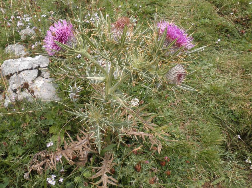 3_Cirsium richterianum_port.jpg