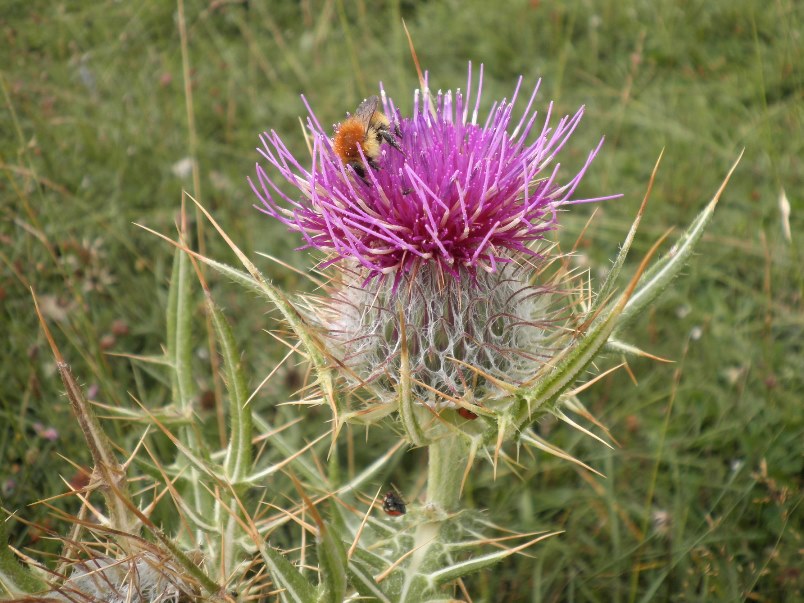 3_Cirsium richterianum .jpg