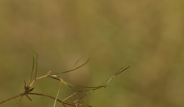 Zannichellia palustris subsp. palustris