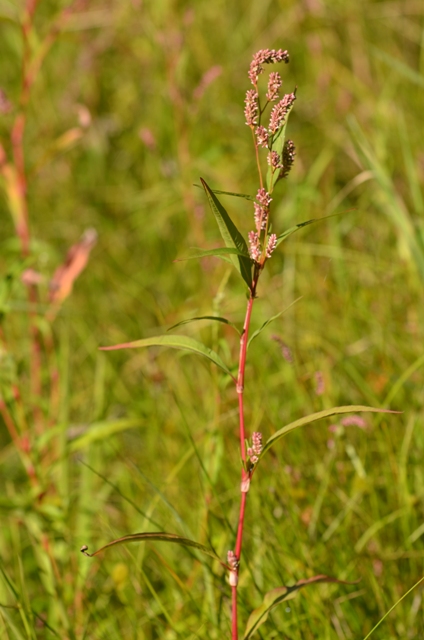 Persicaria lapathifolia (L.) Delarbre