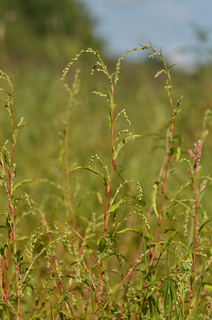 Persicaria hydropiper (L.) Spach