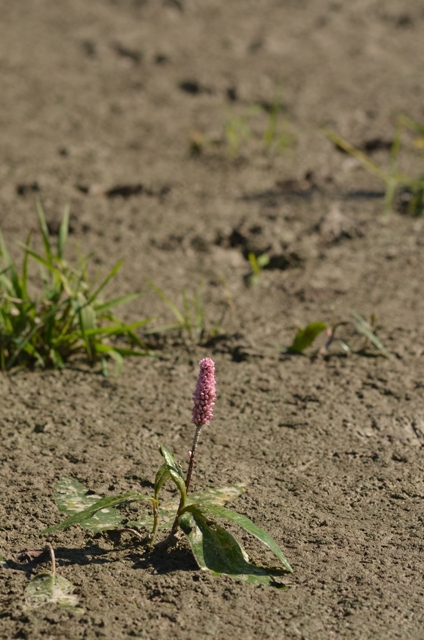 Persicaria amphibia (L.) Gray