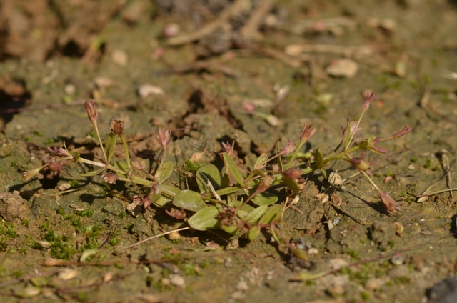 Lindernia palustris Hartmann