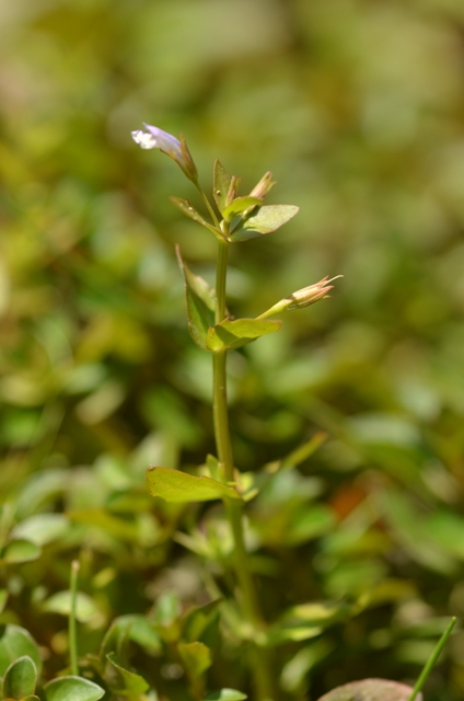 Lindernia dubia (L.) Pennell