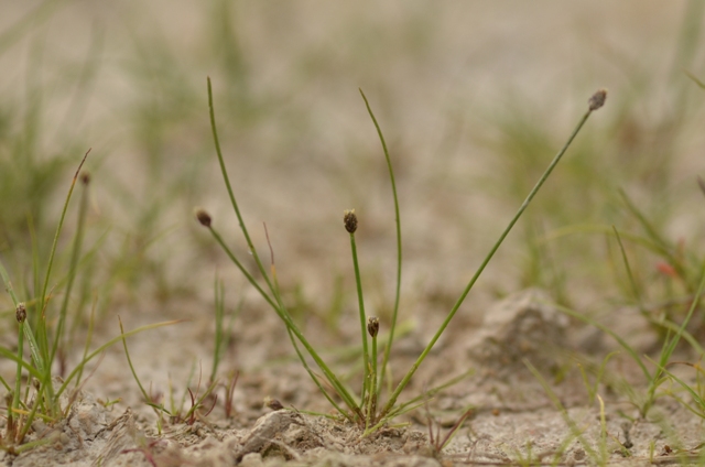 Eleocharis ovata (Roth) Roem. &amp; Schult.