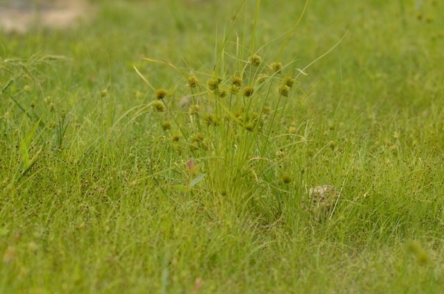 Carex bohemica Schreb.