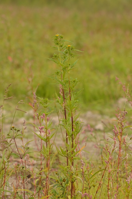 Bidens radiata Thuill.