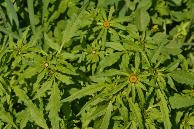 Bidens radiata Thuill.