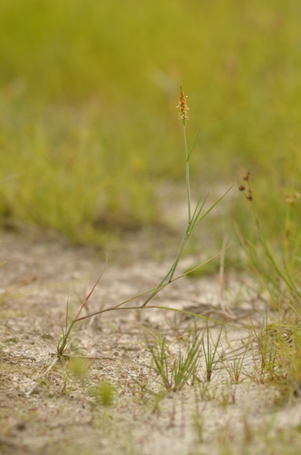 Alopecurus aequalis Sobol.