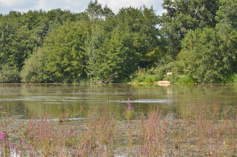 Etang avec héron pourpré.JPG