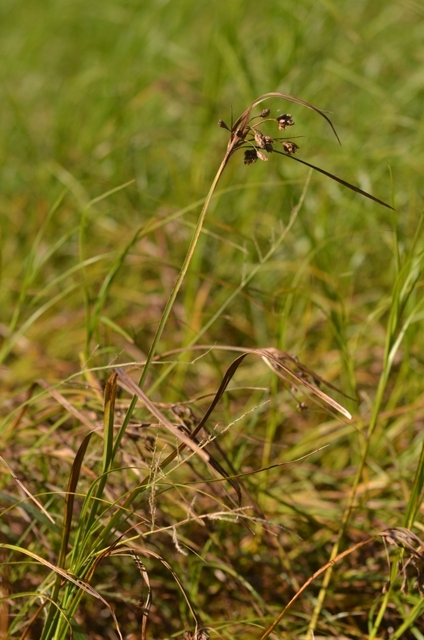 Bolboschoenus yagara (Ohwi) A.E.Kozhevn.