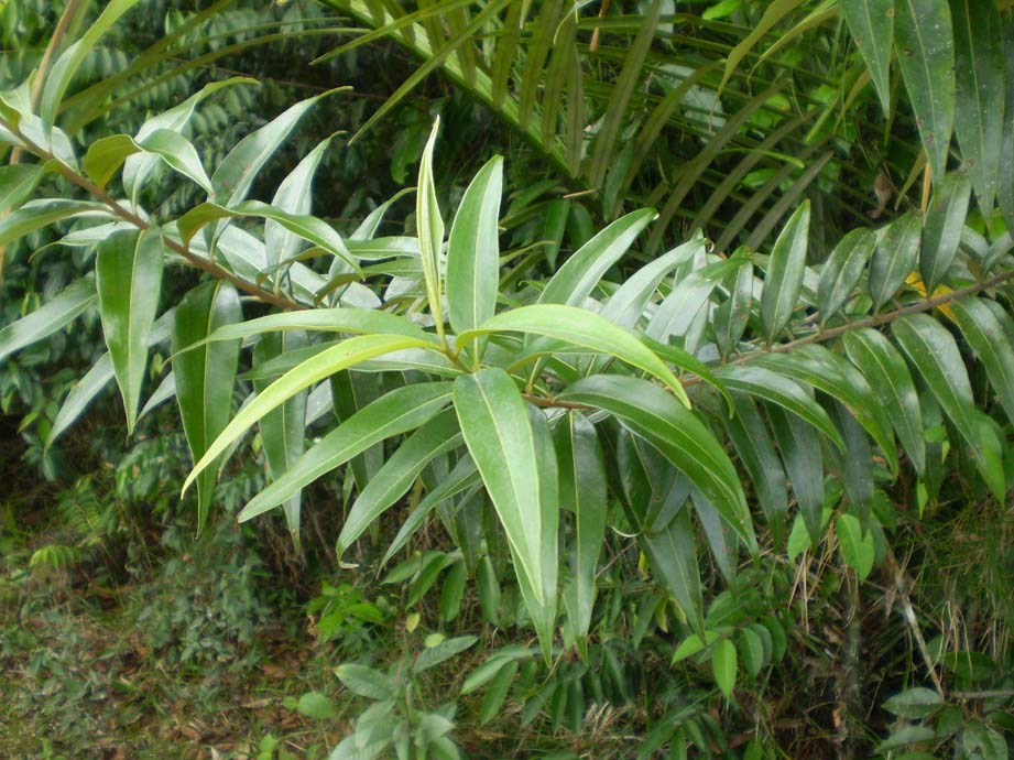 ocotea2.jpg