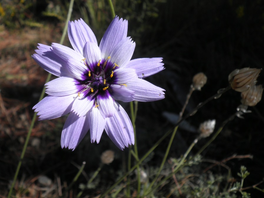 4_catananche caerulea.jpg