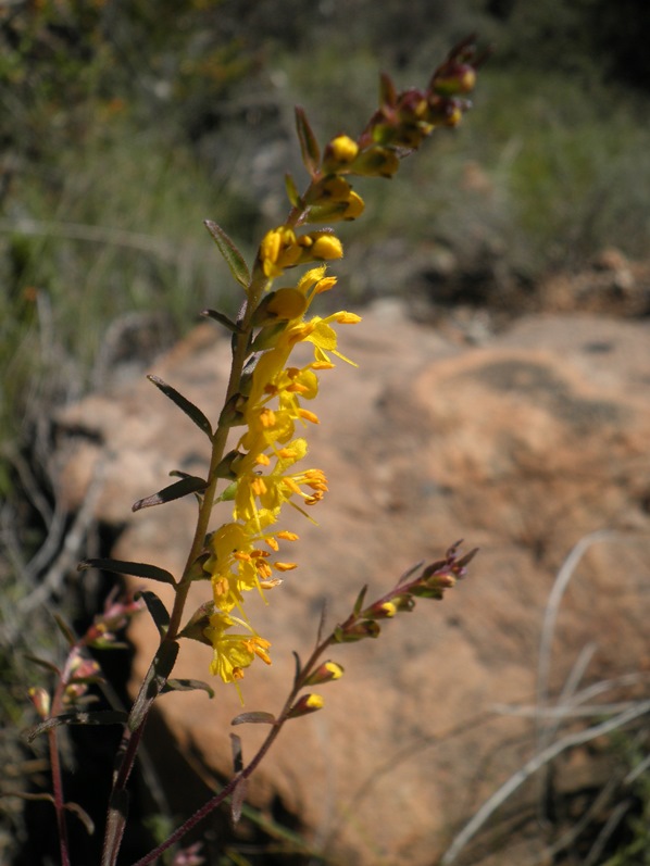 5_Odontites luteus.jpg