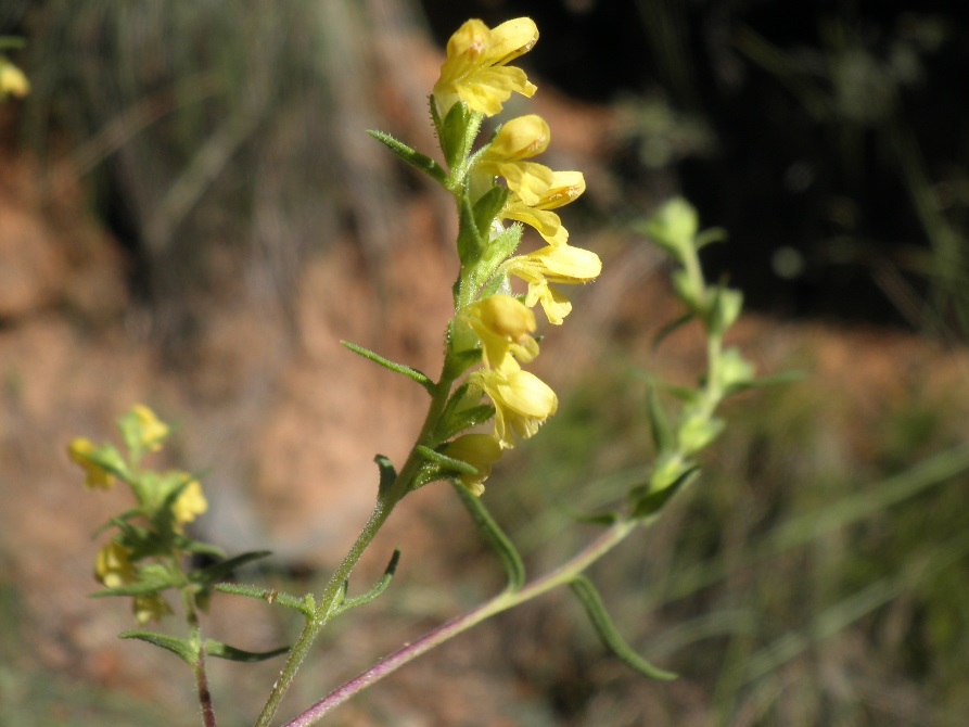 6_Odontites viscosus.jpg
