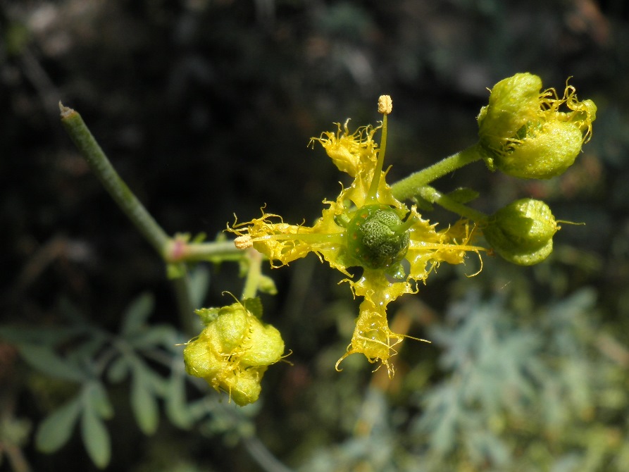 8_Ruta angustifolia.jpg