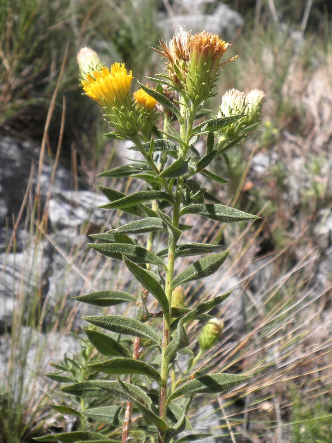 9_Jasonia glutinosa.jpg