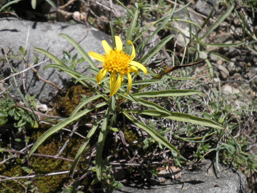 10_Jasonia tuberosa.jpg