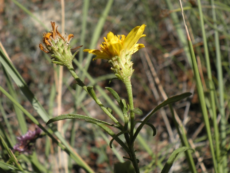 10bis_Jasonia tuberosa.jpg