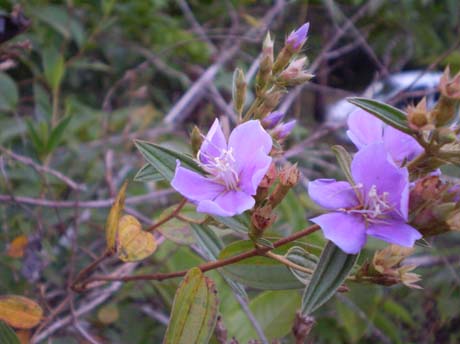 tibouchina.jpg