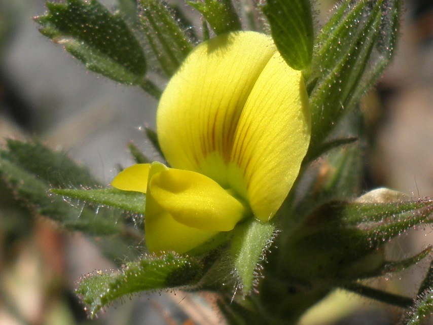 12_Ononis pusilla.jpg