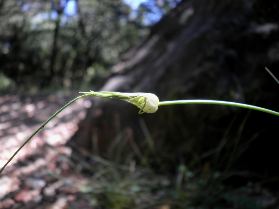 13_Allium oleraceum.jpg