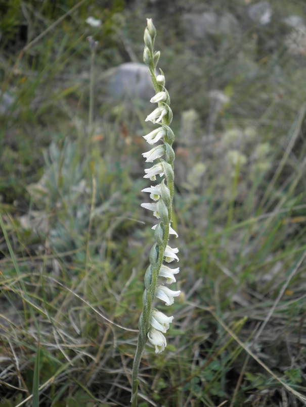 14_Spiranthes spiralis.jpg