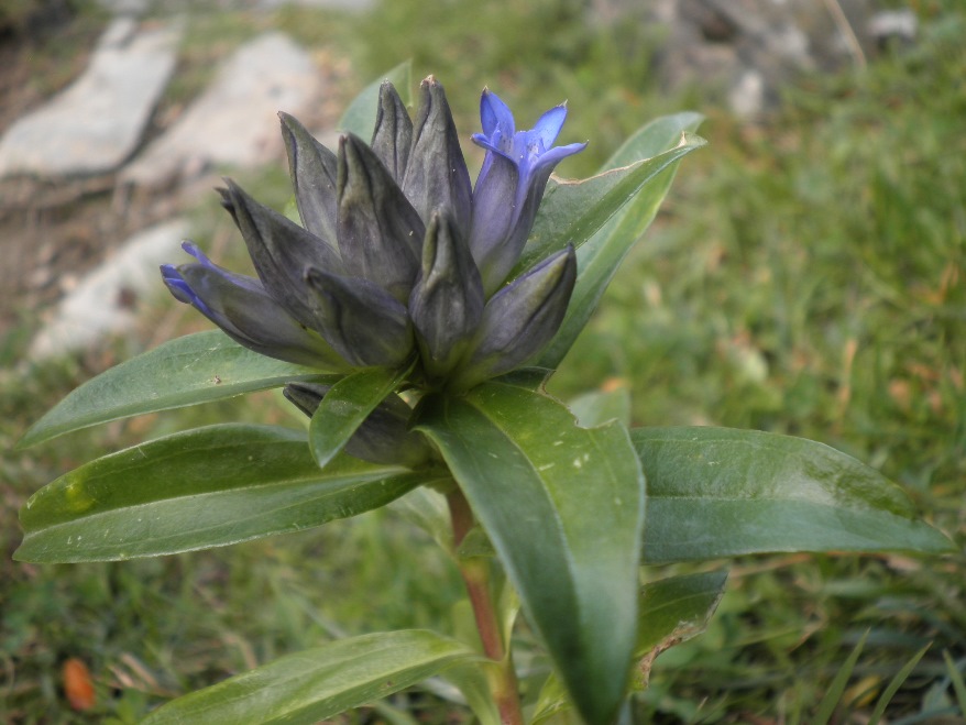 16_Gentiana cruciata.jpg