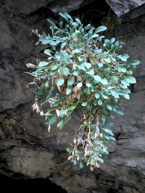 18_Petrocoptis crassifolia.jpg