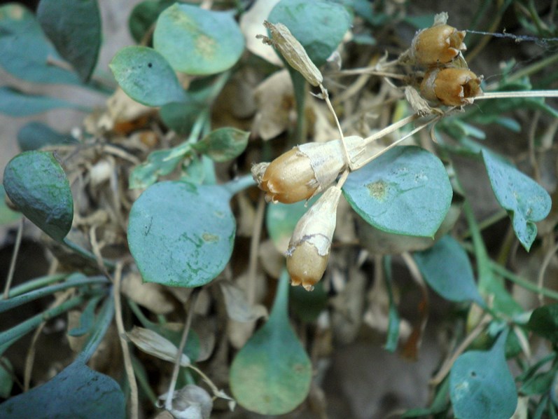 18bis_Petrocoptis crassifolia2.jpg