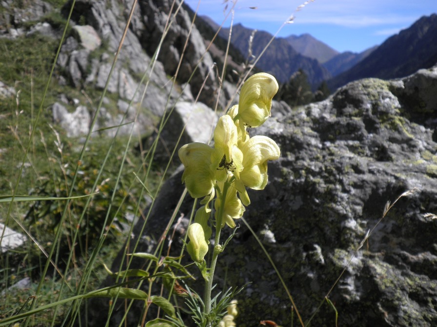 19_Aconitum anthora.jpg
