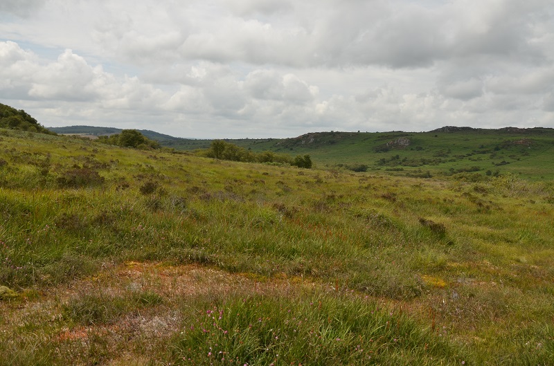 tourbière de pente.jpg