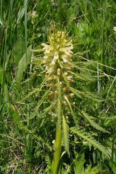 Pedicularis foliosa .JPG