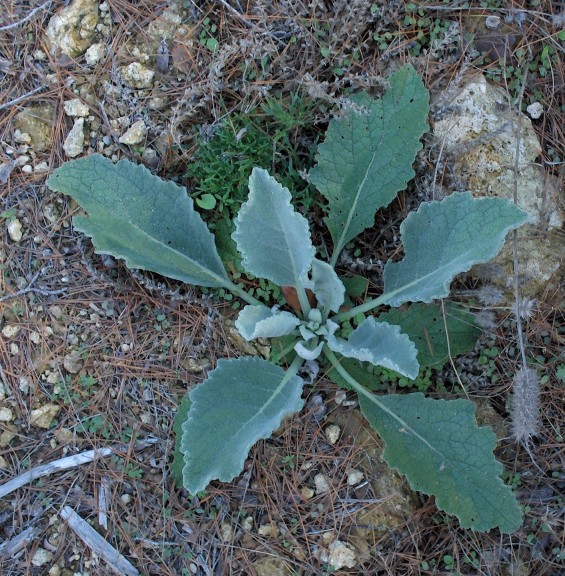 allonsy 039A [50%].JPG