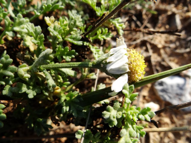 Leucate 03 10 14  (2).JPG