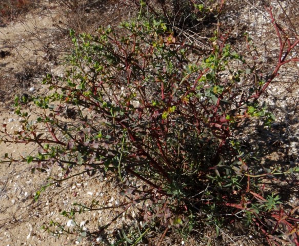 Leucate 03 10 14  (8).JPG