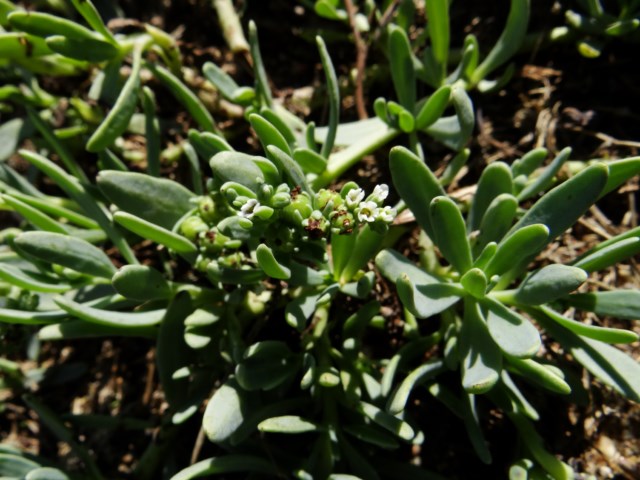 Leucate 03 10 14  (10).JPG