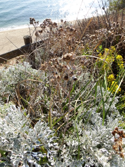 Leucate 03 10 14  (11).JPG