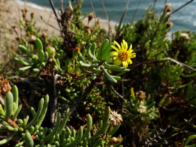 Leucate 03 10 14  (13).JPG