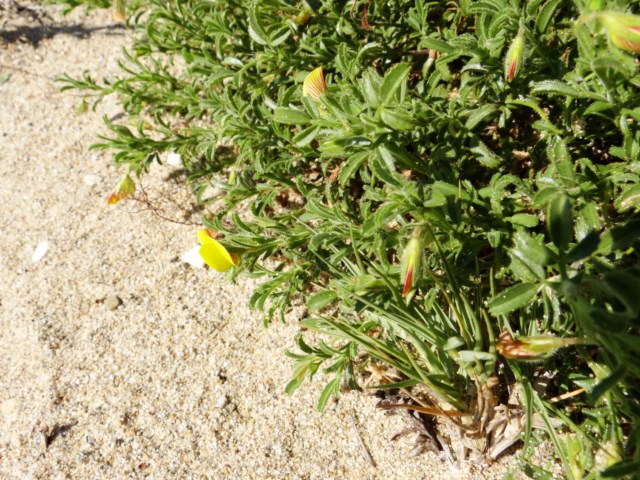 Leucate 03 10 14  (15).JPG