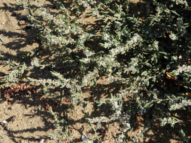 Leucate 03 10 14  (17).JPG