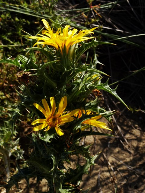 Leucate 03 10 14  (19).JPG