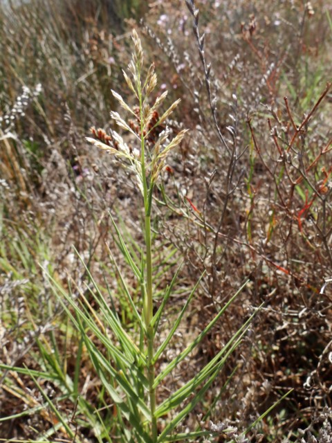 Leucate 03 10 14  (22).JPG