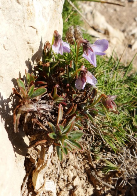 Leucate 03 10 14  (23).JPG