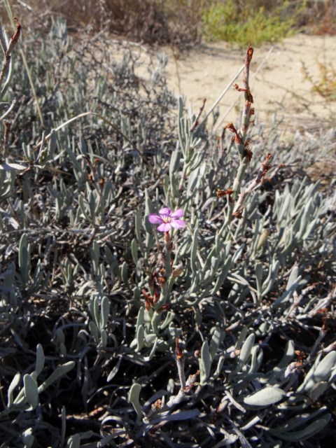 Limoniastrum monopetalum La Franqui 03 10 14 (155) [640x480].JPG