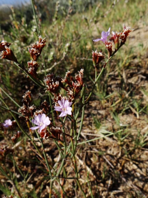 Limonium 5 La Franqui 03 10 14 (174) [640x480].JPG