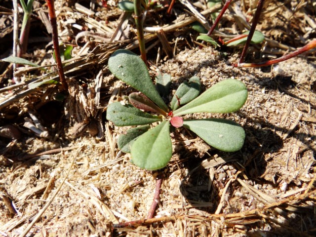 Limonium 5 La Franqui 03 10 14 (175) [640x480].JPG