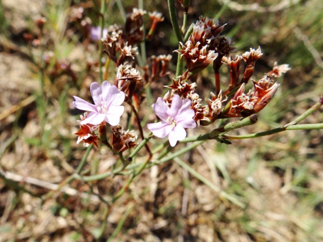 Limonium 5 La Franqui 03 10 14 (176) [640x480].JPG