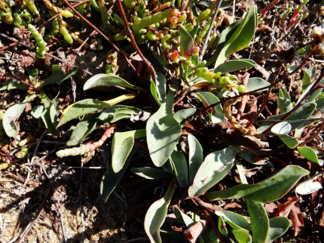 limonium auriculiursifolium La Franqui 03 10 14 (195) [640x480].JPG